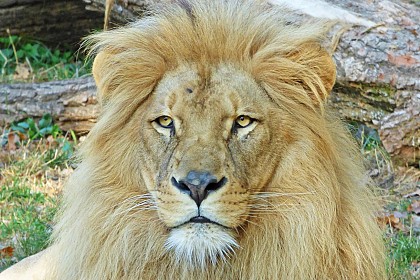 Natur'Zoo de Mervent