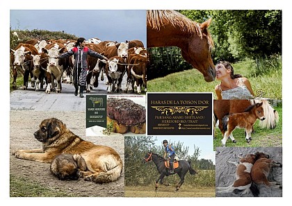 Haras de la Toison d'Or