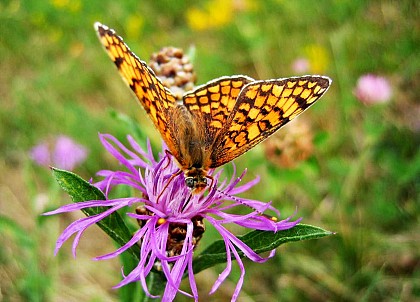 La vallée du Fossat