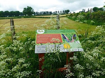 Adventure-trail-through-the-hedgerows