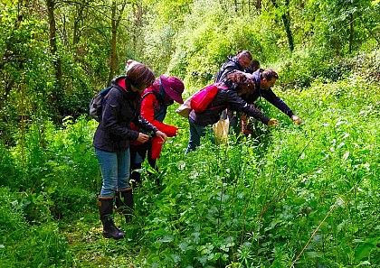 Stage plantes sauvages comestibles