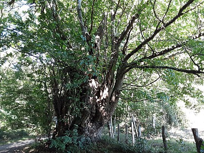 L’arbre à pain ou le châtaignier huche