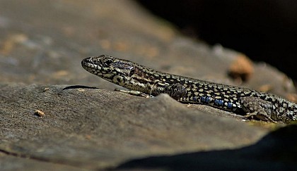 L’éclair du muret