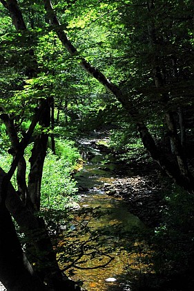 Valbonne State Forest