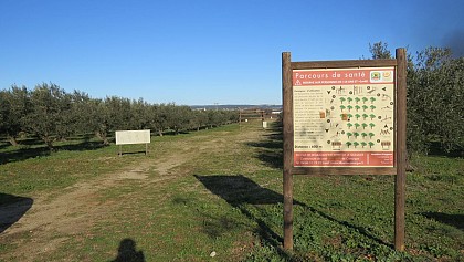 Olivette health trail