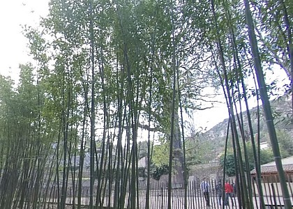 Le Chêne des Canaries d'Anduze