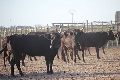 Manade du Mas de la Comtesse