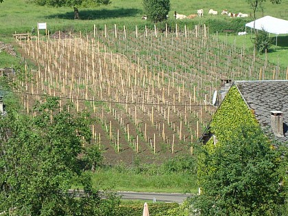 Boucle de 14 km au départ du Vignoble de Servion