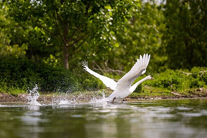 Observatoire ornithologique du confluent du Tarn et de la Garonne