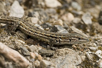 The Common wall lizard or the Spanish psammodromus?