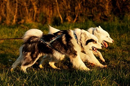Excursion en chiens de traîneau par Wood'Cie Ranch Canin