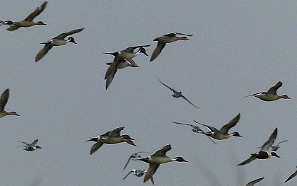 Visite guidée - Le monde de la nuit
