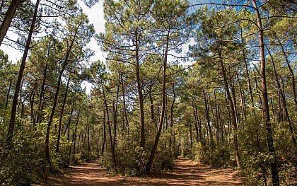 Visite guidée - Échos de la forêt