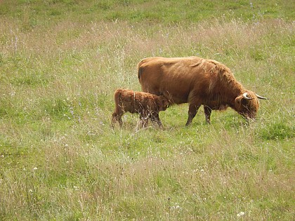 Prairies de fauche, ressources des vallées