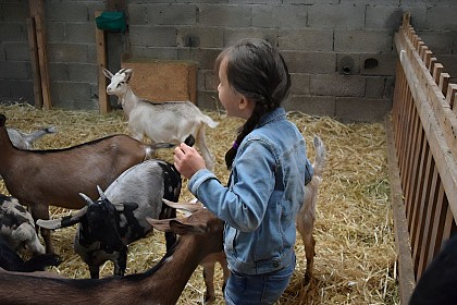 Les Chèvres de la Saffrie