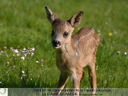 Parc animalier de La Dame Blanche
