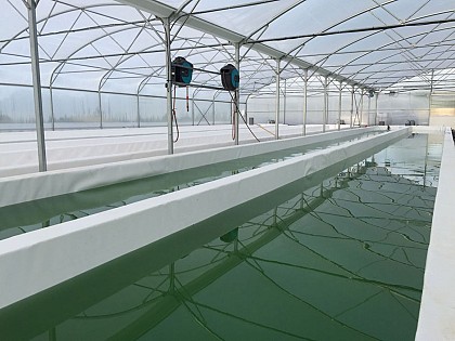 Spiruline de Normandie - La micro-ferme du Ham