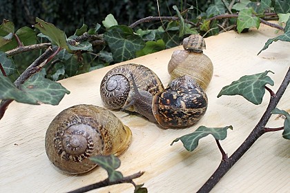 Ferme de Vailly - Elevage d'escargots