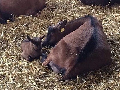 Chèvrerie du Mesnil