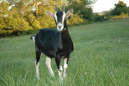 Chèvrerie du Mesnil