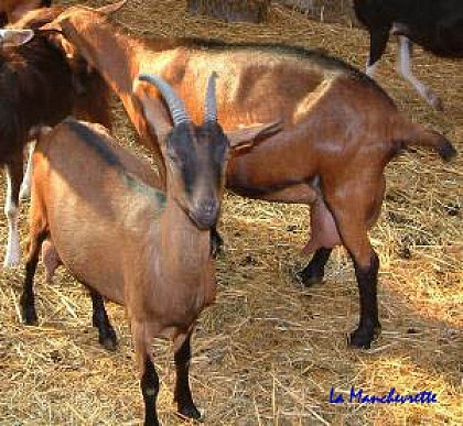 Chèvrerie La Manchevrette