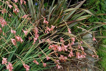 Jardin Le 22 de La Fournellerie