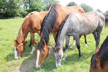 Élevage Belmanière