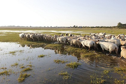 La Cotentine Moderne - visite du havre avec une éleveuse