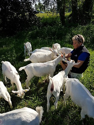 La chèvrerie du Bouc'Ay - découverte de la chèvrerie