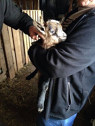 Chèvrerie des Fossés [En suspens]