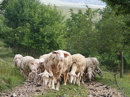 La Bergerie de la Gâte