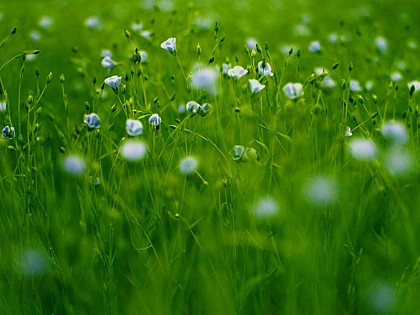 Terre de Lin - Coopérative Linière