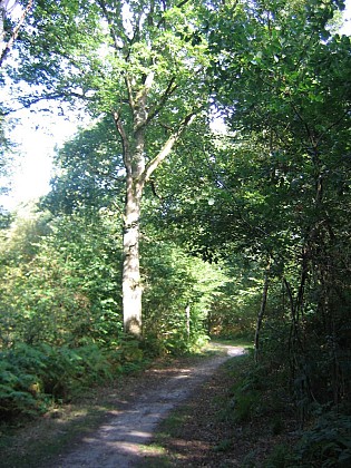 Massif boisé du Champ de Bataille