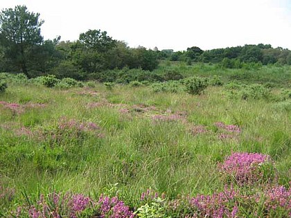 Réserve Naturelle Nationale de la Tourbière de Mathon
