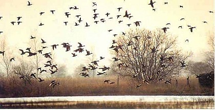 Réserve de Chasse et de Faune Sauvage des Bohons