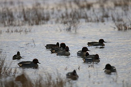Réserve de Chasse Maritime du Havre de Geffosses