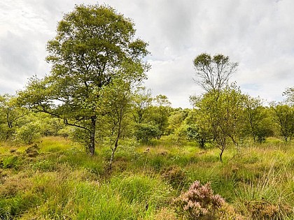 La Tourbière du Pré Maudit