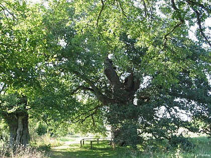 Chêne de la Lambonnière