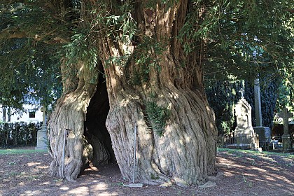 Ifs de La Lande-Patry