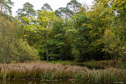 Les Arbres de la Mare Tonne