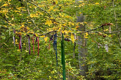 Les Arbres à Noeuds de la Chapelle Saint-Maur