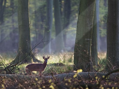 Le Hêtre de la Bunodière