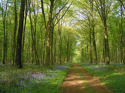 Forêt domaniale de Lyons