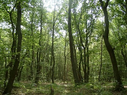 Le Bois du Roule