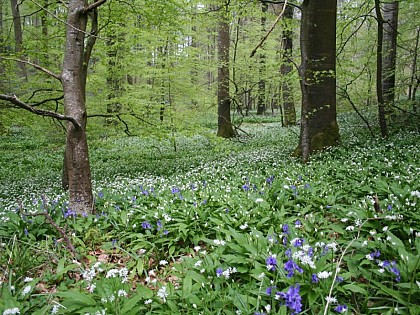 Forêt indivise d'Eu