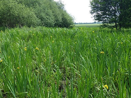 Marais de Fesques