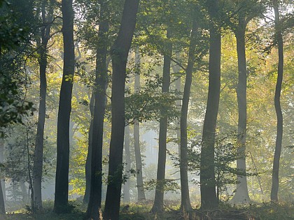 Forêt domaniale Verte