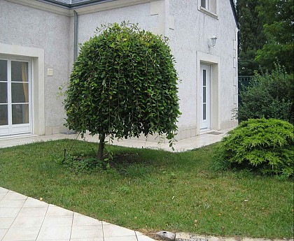 Les Agapanthes - Meublé Primevères
