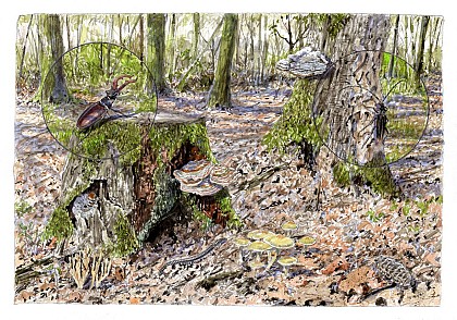 La forêt de Saint-Benoît-la-Forêt