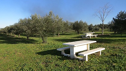 Aire de pique-nique - L'Olivette